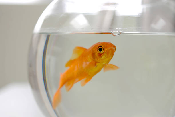 Bulba Poisson 10+ Poisson Aquarium Stock Photos, Pictures & Royalty-Free Images - iStock