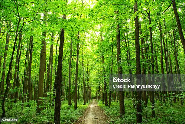 Forest Stock Photo - Download Image Now - Color Image, Forest, Heat - Temperature