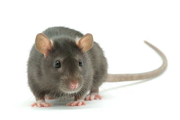 istock A ugly street rat with long tail 93481912