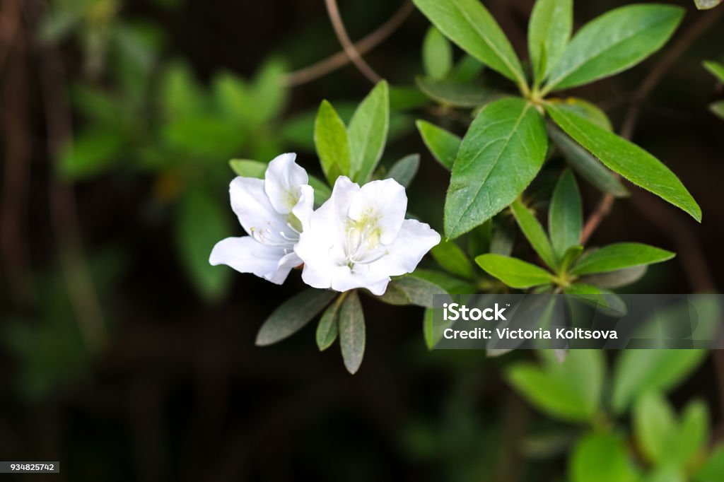 Foto de Ramo De Flores De Azaleia Branca Com Manchas Cor De Rosa e mais  fotos de stock de Anual - Característica da planta - iStock