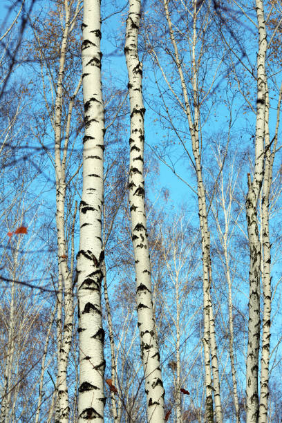 Birch trees in bright sunshine / trunks of birch trees in birch-wood