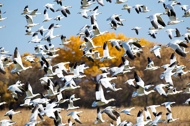 istock Hundreds of snow geese in flight. 93482936