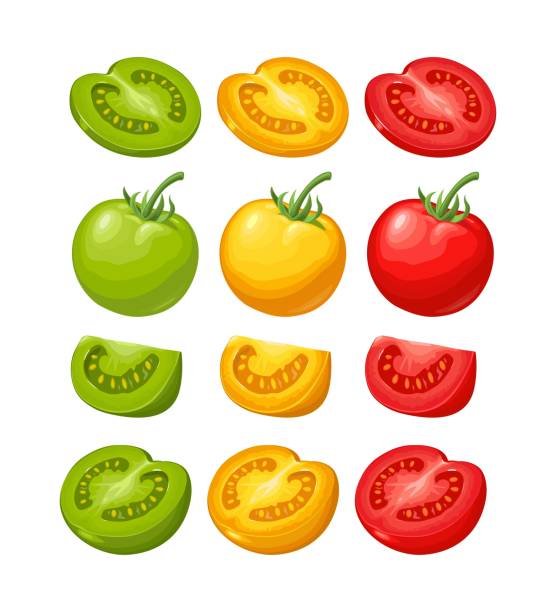 istock Set of hand drawn tomatoes. Branch, whole and slice. 934835566