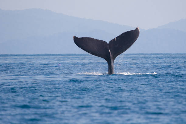 istock Whale fin (humpback whale) wildlife in costa rica 934836648