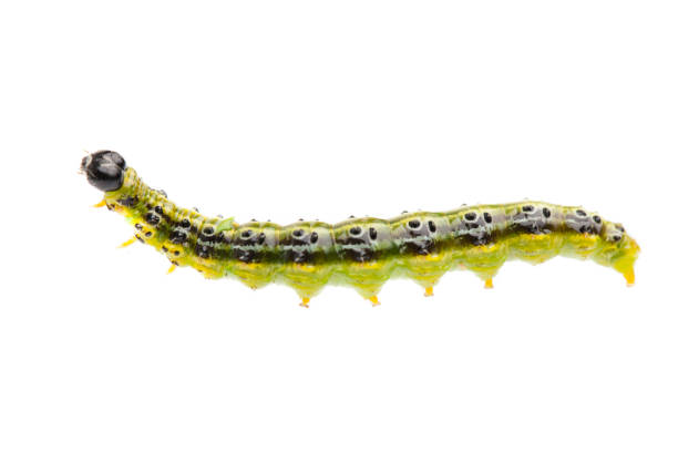 (Cydalima perspectalis) caterpillar of the boxwood moth isolated on white background