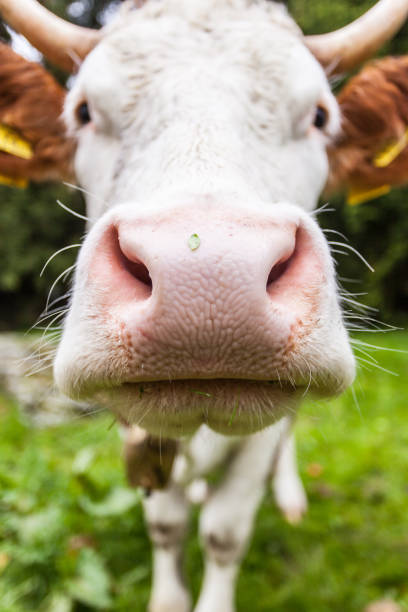 istock Close-up of cow head 934836770