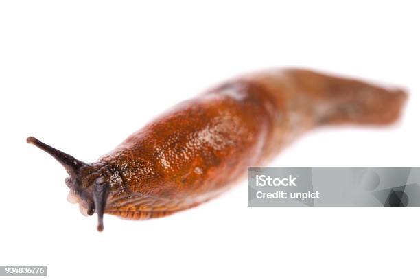 Slug Background Slug Isolated On White Background Stock Photo - Download Image Now ...