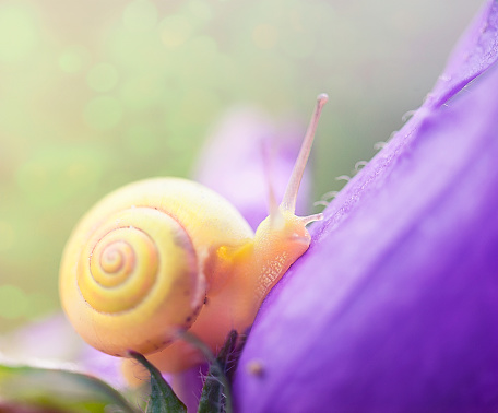 Wildflower with a Snail on It