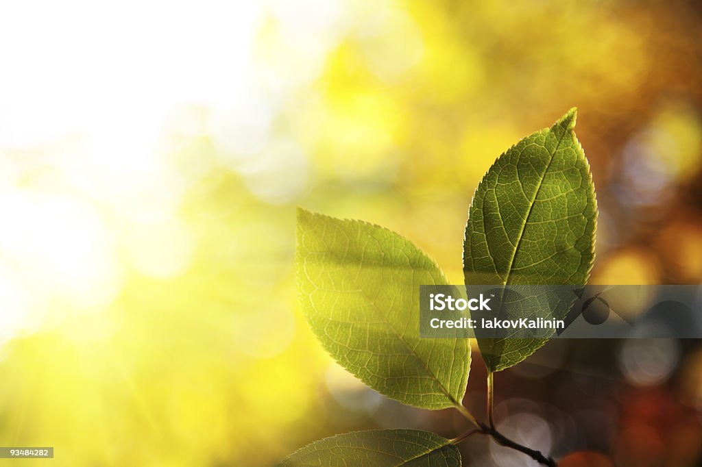 Grüne Blätter im Herbst Wald - Lizenzfrei Ast - Pflanzenbestandteil Stock-Foto