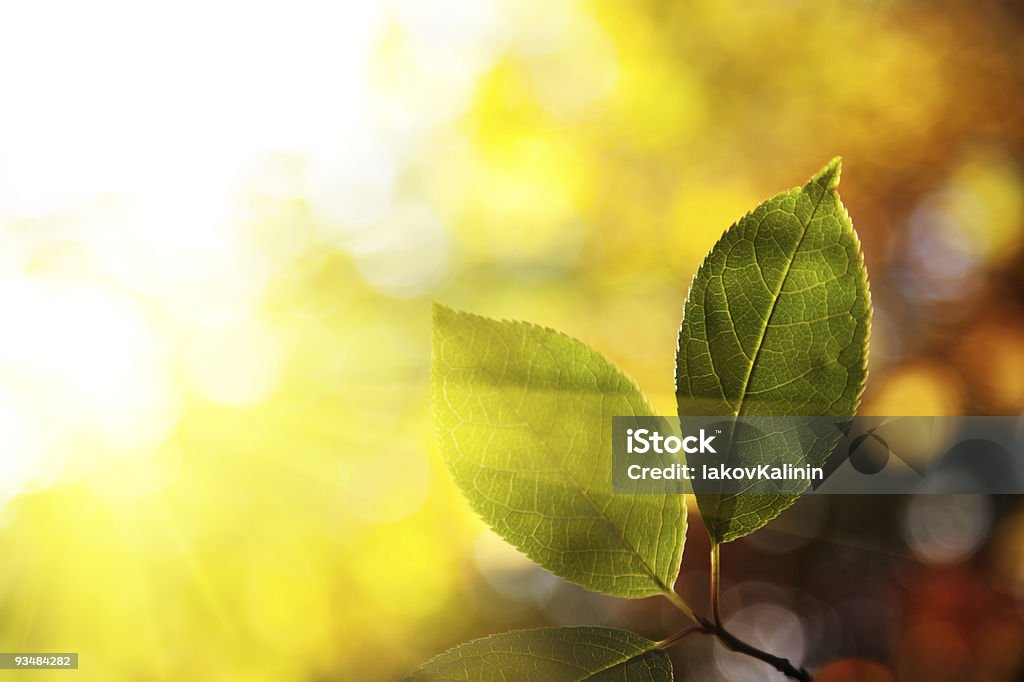 녹색 휴가를 베스키드 (Beskid) 산의 가을 숲 - 로열티 프리 0명 스톡 사진