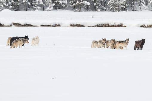 Wapiti Lake wolf pack in Yellowstone National Park.