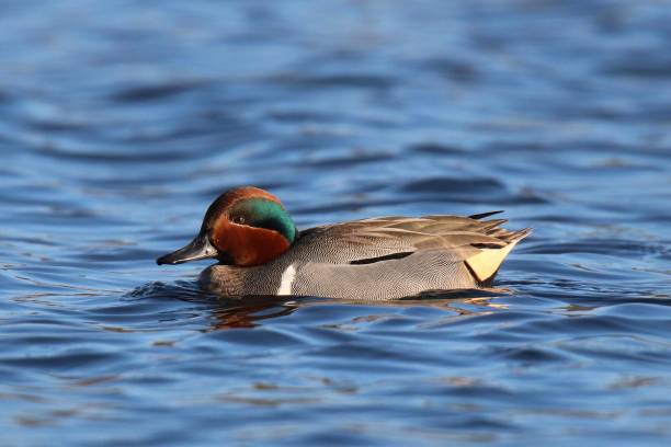 Swimming Teal A male green winged teal Anas crecca swimming on a blue lake grey teal duck stock pictures, royalty-free photos & images