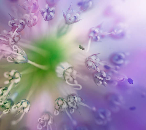 istock Violet Wild Flower Details 934850246