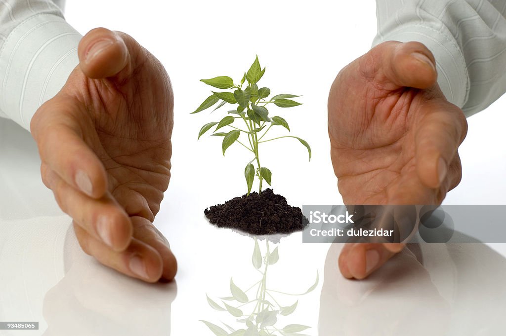 plant - Lizenzfrei Ast - Pflanzenbestandteil Stock-Foto