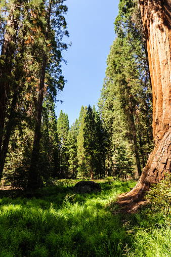 Giant Sequoias in a grass field in the General Grant Grove, Kings Canyon National Park