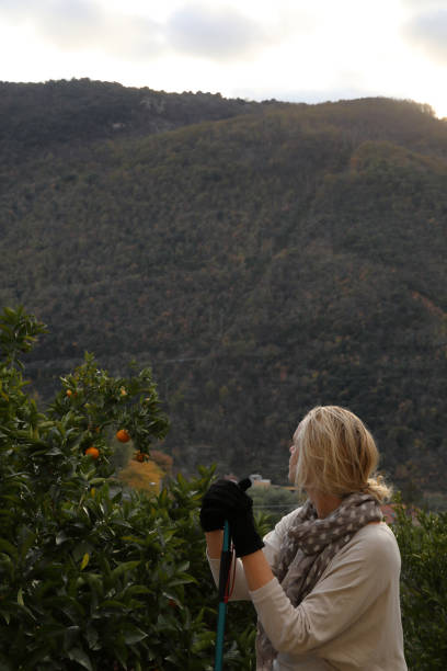 hiker mujer relaja sobre naranjal al amanecer - 18827 fotografías e imágenes de stock