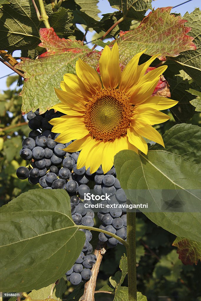 blue grapes with sunflower  Agriculture Stock Photo