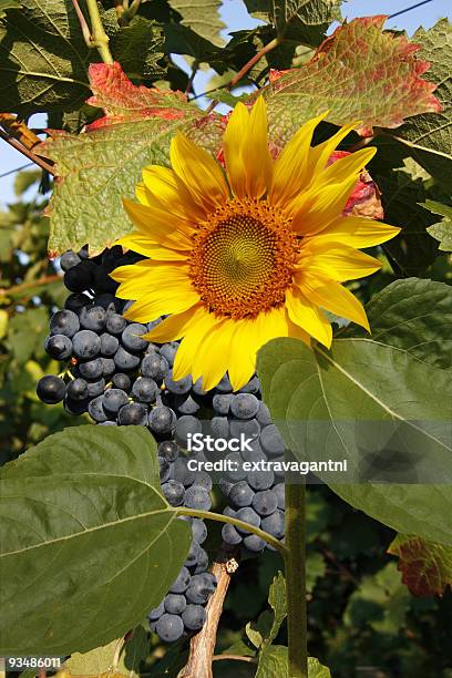 Blue Grapes With Sunflower Stock Photo - Download Image Now - Agriculture, Blue, Botany