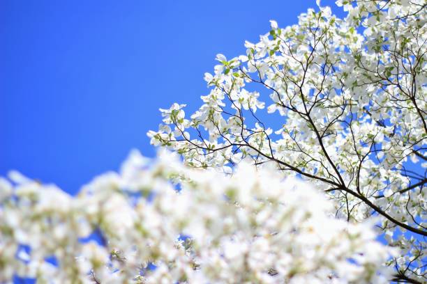 Dogwood flores - Primavera de branco beleza e natureza colorida - foto de acervo