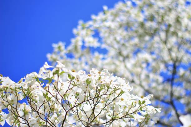 Dogwood flores - Primavera de branco beleza e natureza colorida - foto de acervo