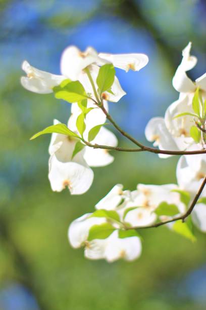 Dogwood flores - Primavera de branco beleza e natureza colorida - foto de acervo