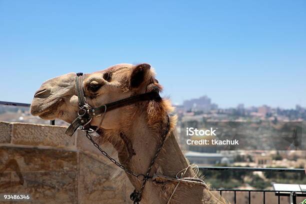 Gerusalemme - Fotografie stock e altre immagini di Ambientazione esterna - Ambientazione esterna, Animale, Cammello