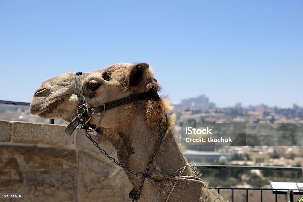 Jerusalém - Royalty-free Animal Foto de stock