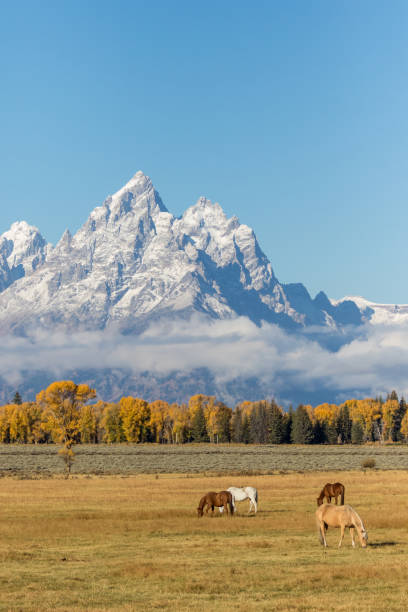 istock Horses in the Tetons in Fall 934865718