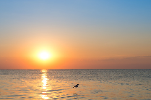 sunrise over the sea, glare from the sun, beautiful landscape. flying bird