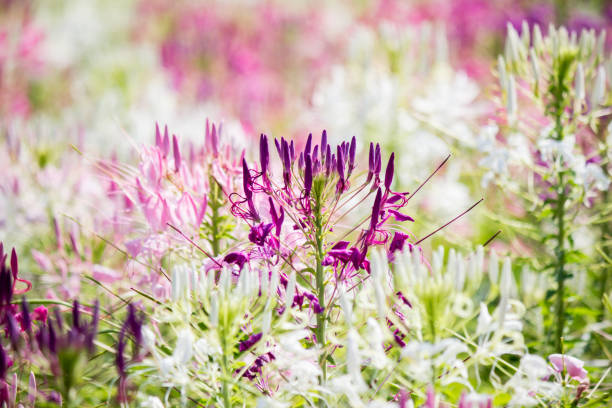istock Beautiful multicolored Cleome hassleriana(Spider flowers or pink queen) 934866438