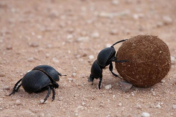 Dung beetles rolling a dung sphere Dung beetles rolling their ball of dung to lay eggs in scarab beetle stock pictures, royalty-free photos & images