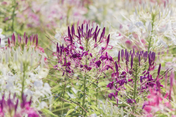 istock Beautiful multicolored Cleome hassleriana(Spider flowers or pink queen) 934868582