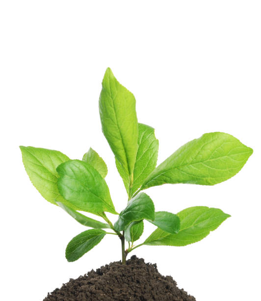 istock Green plant growing in soil isolated on a white 934869582