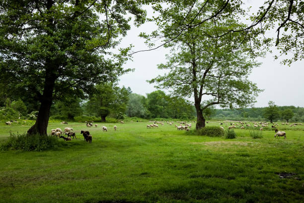 istock Sheep grazing on farmland 934869838