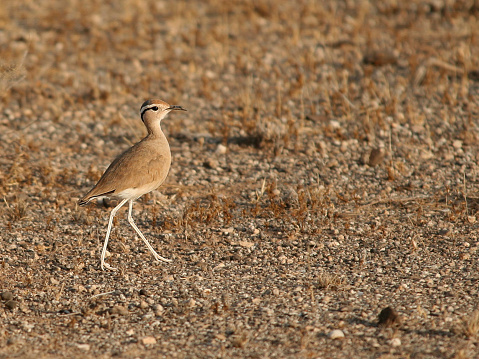 Two Black-winged pratincoles (Glareola nordmanni) near the nest with eggs disturbed by the Tazy dog, Kazakhstan