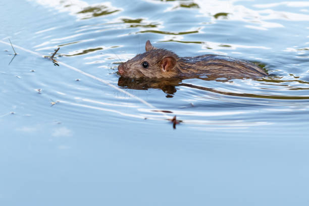 istock Rattus norvegicus, Brown Rat 934874250