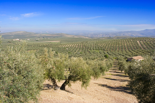 Rural landscape near Montalcino, Siena province, Tuscany, Italy, at summer. Vineyards