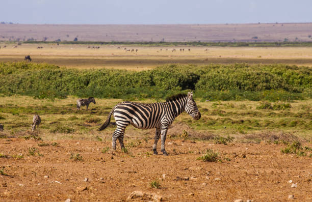 zebry - photography amboseli national park kenya east africa zdjęcia i obrazy z banku zdjęć