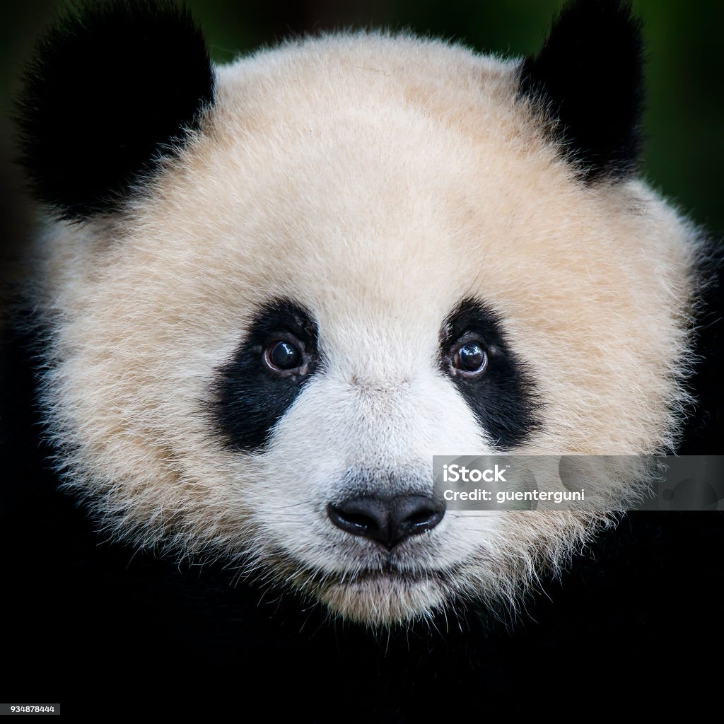 Giant Panda (Ailuropoda melanoleuca)  - Photo de Panda - Mammifère terrestre libre de droits