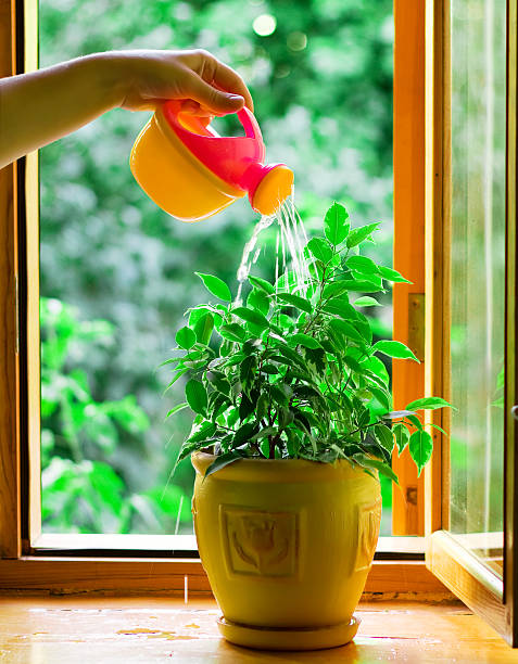 istock Water flower in a flowerpot 93488116