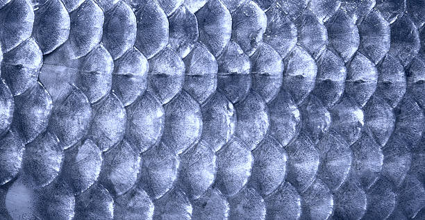 istock Metal blue fish scales 93488129