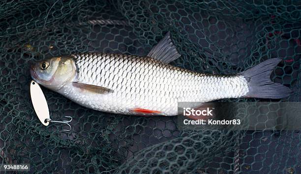 Lure Chub Detenidos En Latón Foto de stock y más banco de imágenes de Animal - Animal, Animal muerto, Anzuelo de pesca