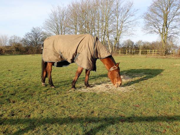 istock Horse in winter rug 934884292