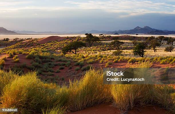 Morgen In Der Wueste Stockfoto und mehr Bilder von Afrika - Afrika, Ausgedörrt, Baum