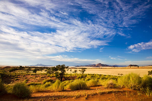 der wueste에 morgens - savannah africa steppe namibia 뉴스 사진 이미지