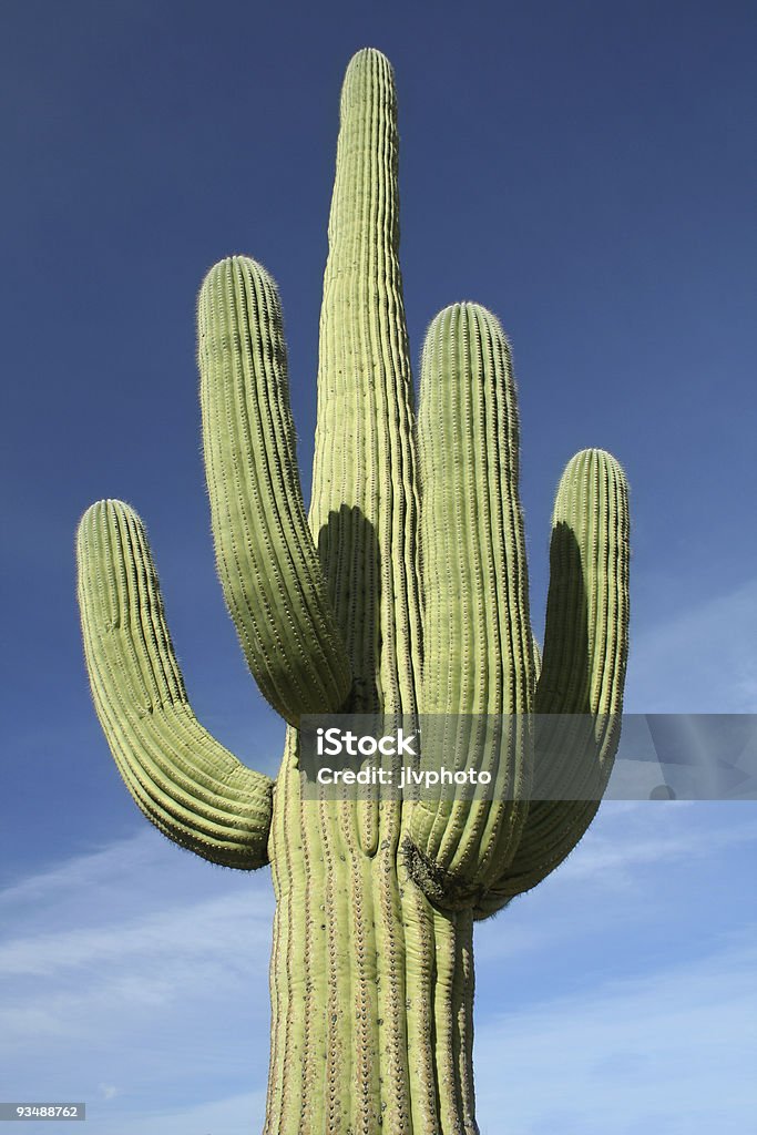 Cactus Saguaro - Foto de stock de Arizona libre de derechos