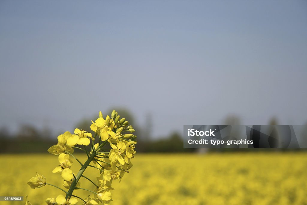 De colza - Royalty-free Agricultura Foto de stock