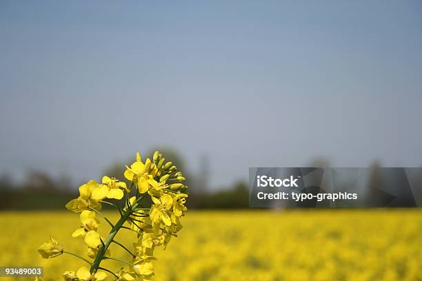 De Colza - Fotografias de stock e mais imagens de Agricultura - Agricultura, Ajardinado, Amarelo