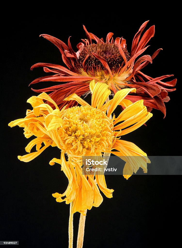 Withered Gerbera Daisy flowers  Backgrounds Stock Photo