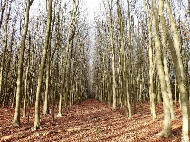 istock Woodland Sunlight, Philipshill Wood 934890408